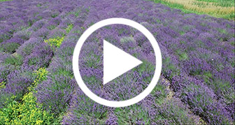 Filmare cu drona cultura lavanda - inspectie agricola